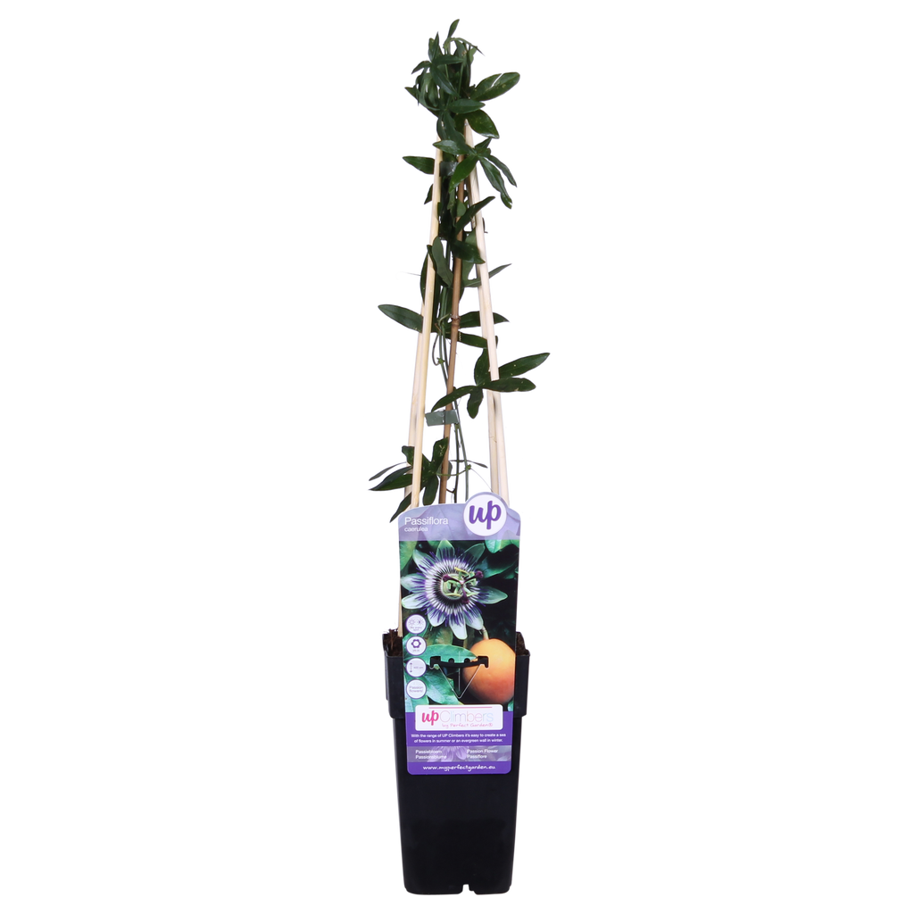 Passiflora Blauw caerulea - Ø15cm - ↕65cm