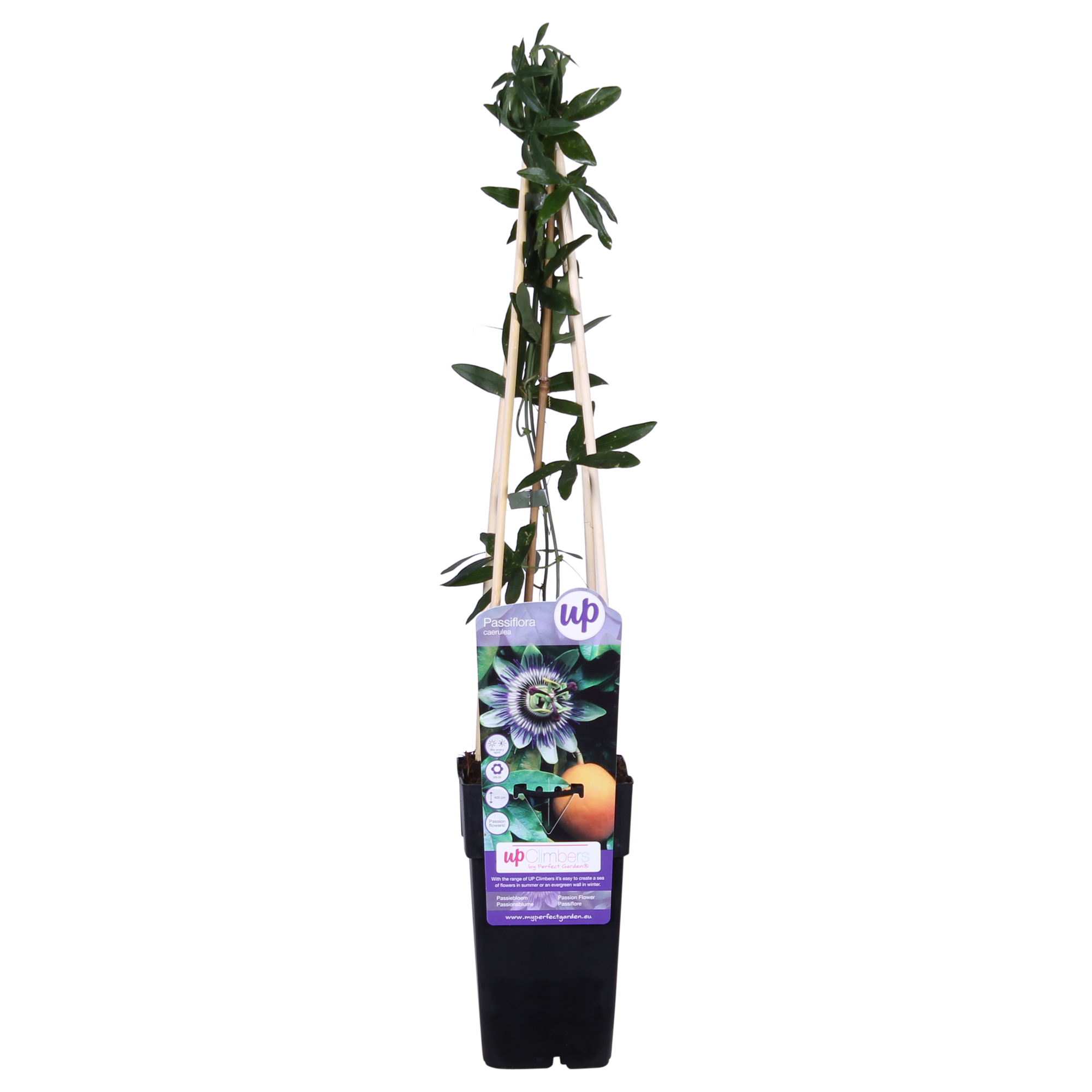 Passiflora Blauw caerulea - Ø15cm - ↕65cm