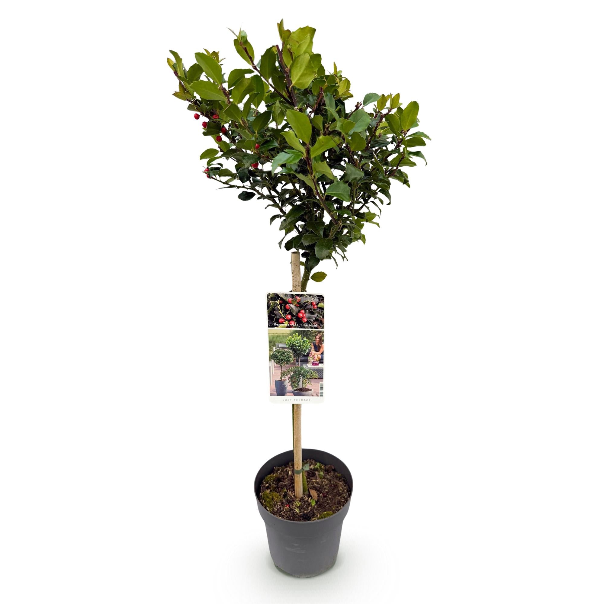 Plant op Stam - Ilex meserveae Blue Maid - Terras Plant - Bladhoudend - Winterhard - Rode Bes - Pot 19cm Hoogte 90cm