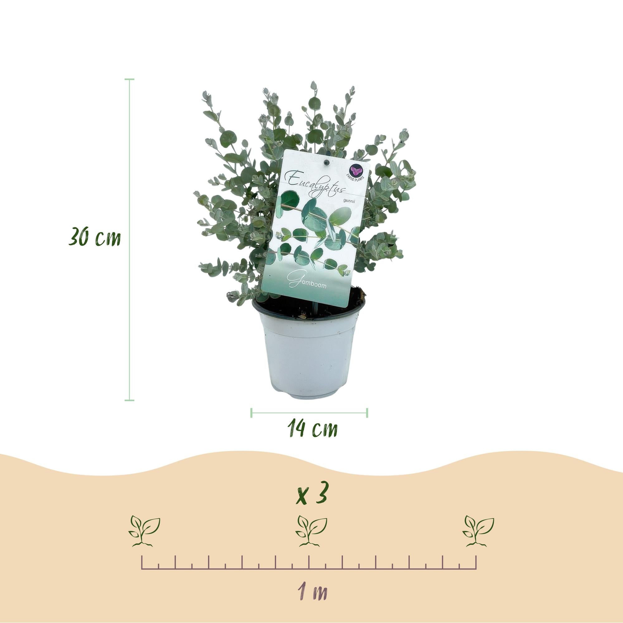 Terrasplant - Eucalyptus boom - Eucalyptus gunni  - Grijs - 6 Planten - Winterhard - Pot 14cm Hoogte 30cm