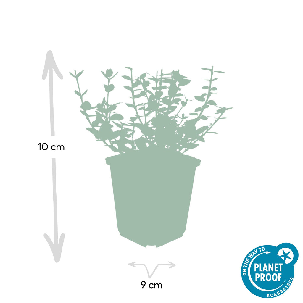 60x Euonymus fort. 'Emerald Gaiety' - ↕10-25cm - Ø9cm