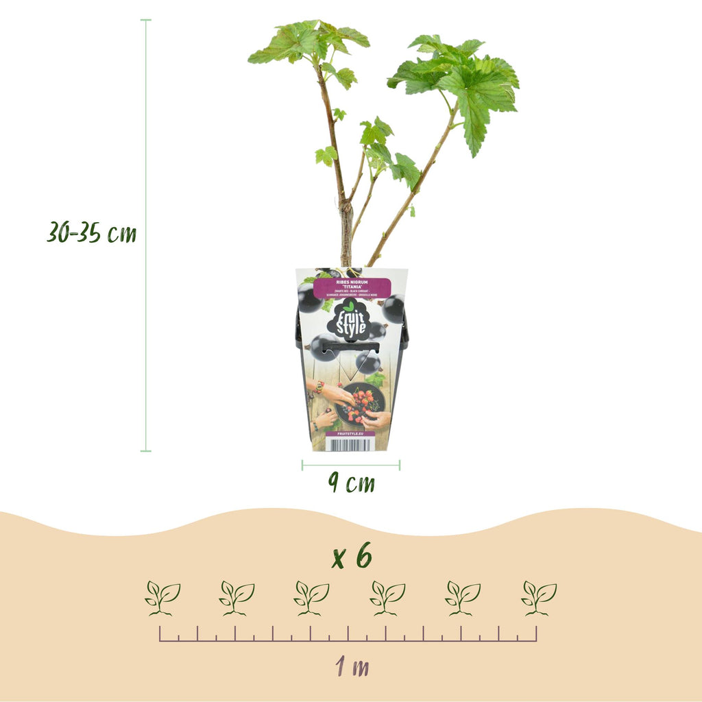 Fruitplanten - Zwarte Bes - Ribes nigrum Titania - Winterhard - 3 Planten - Pot 9 cm - Zwarte Bes