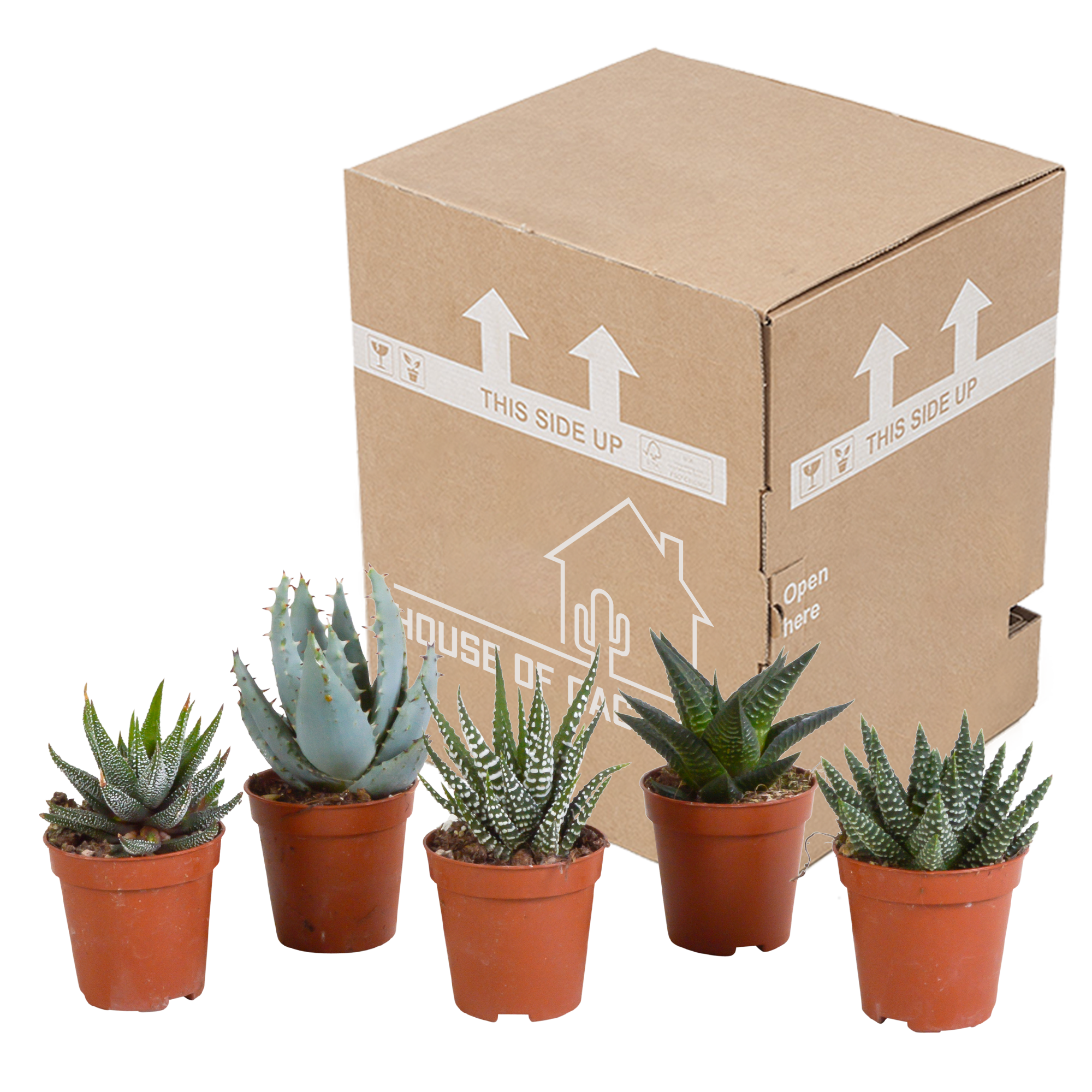Gasteria/Haworthia mix 5,5cm - zonder pot - 5x