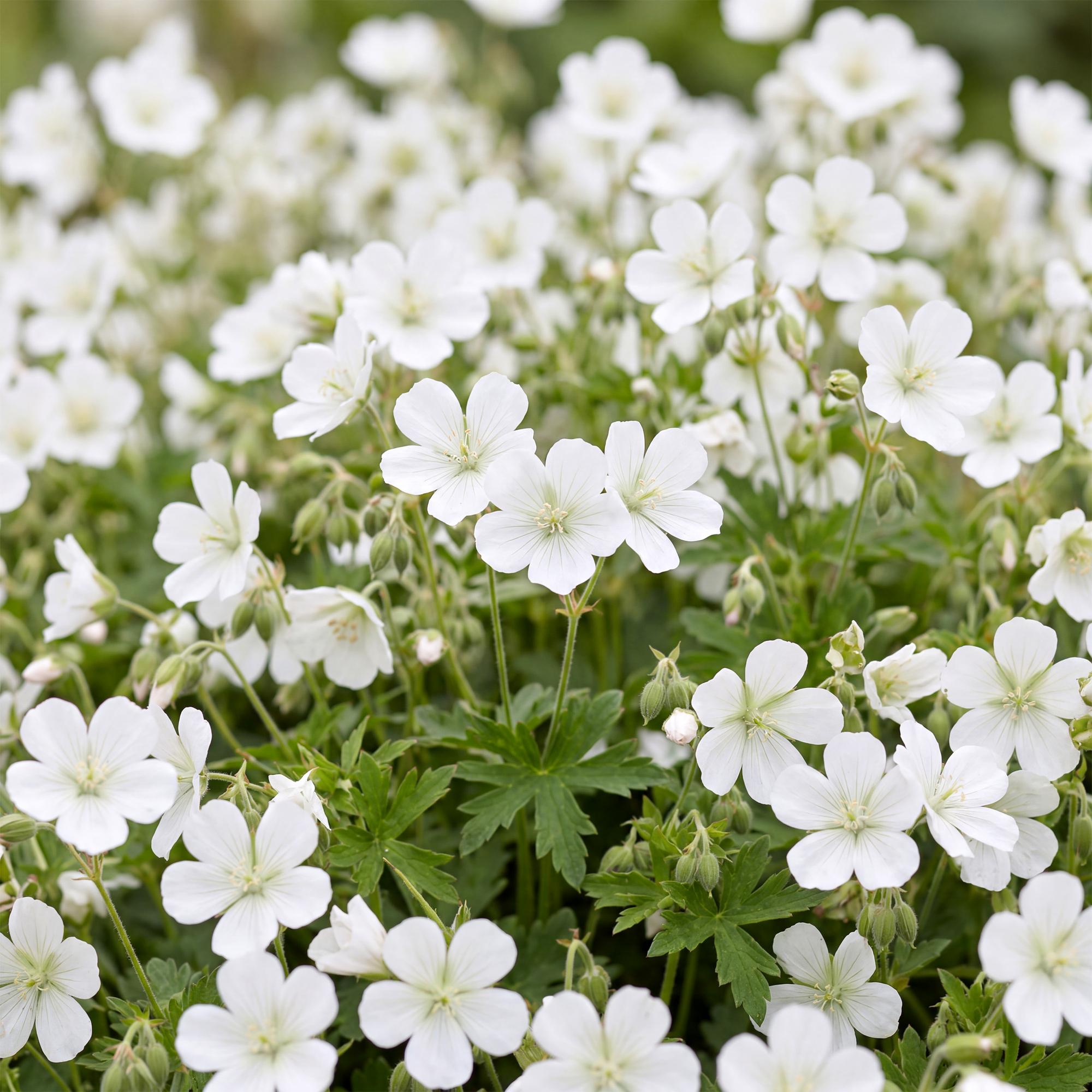 Vasteplant - Geranium sang. Album - Ooievaarsbek - Bodembedekkend - Wit - 6 Planten - Pot 11cm - Hoogte 15-25cm