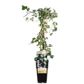 Hedera colchica 'Dentata Variegata' - Ø15cm - ↕65cm