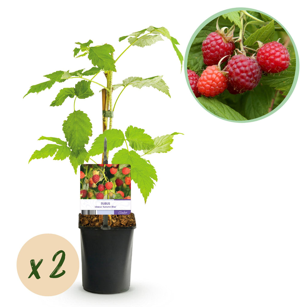 Fruitplant - Framboos - Rubus idaeus Autumn Bliss  - Rode Framboos - 2 planten -  Pot 11cm Hoogte 40cm