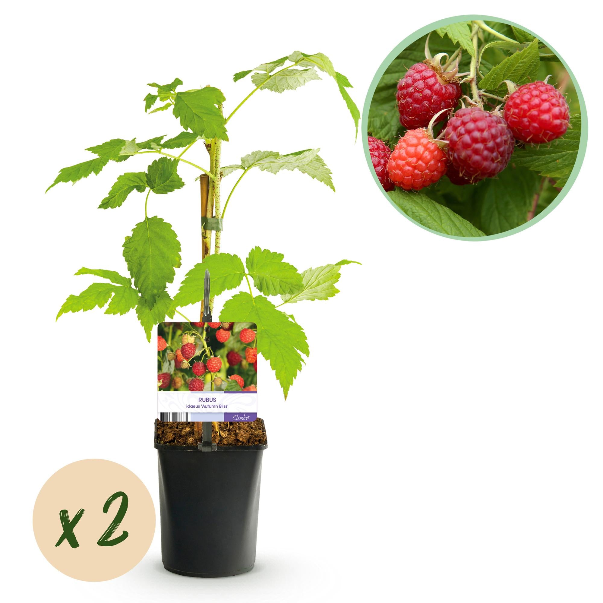 Fruitplant - Framboos - Rubus idaeus Autumn Bliss  - Rode Framboos - 2 planten -  Pot 11cm Hoogte 40cm