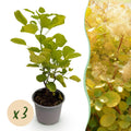 Tuinplant - Cotinus coggyria Golden Spirit - Geel - 3 Planten - Bladverliezend - Weinig Onderhoud - Pot 12cm Hoogte 35cm