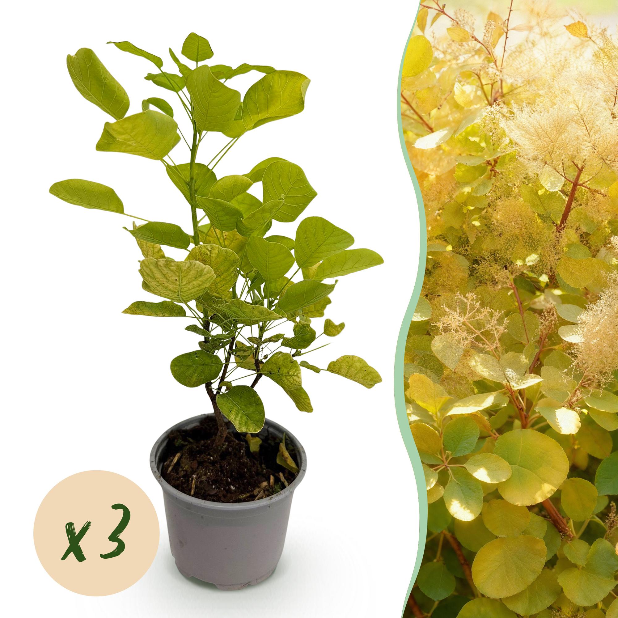 Tuinplant - Cotinus coggyria Golden Spirit - Geel - 3 Planten - Bladverliezend - Weinig Onderhoud - Pot 12cm Hoogte 35cm