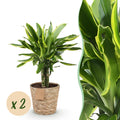 Green is... Kamerplanten - Dracaena fragrans Golden Coast - Drakenbloedboom - Weinig onderhoud - met mand - Groen - 2 Planten - Pot 17cm - Hoogte 50-55cm