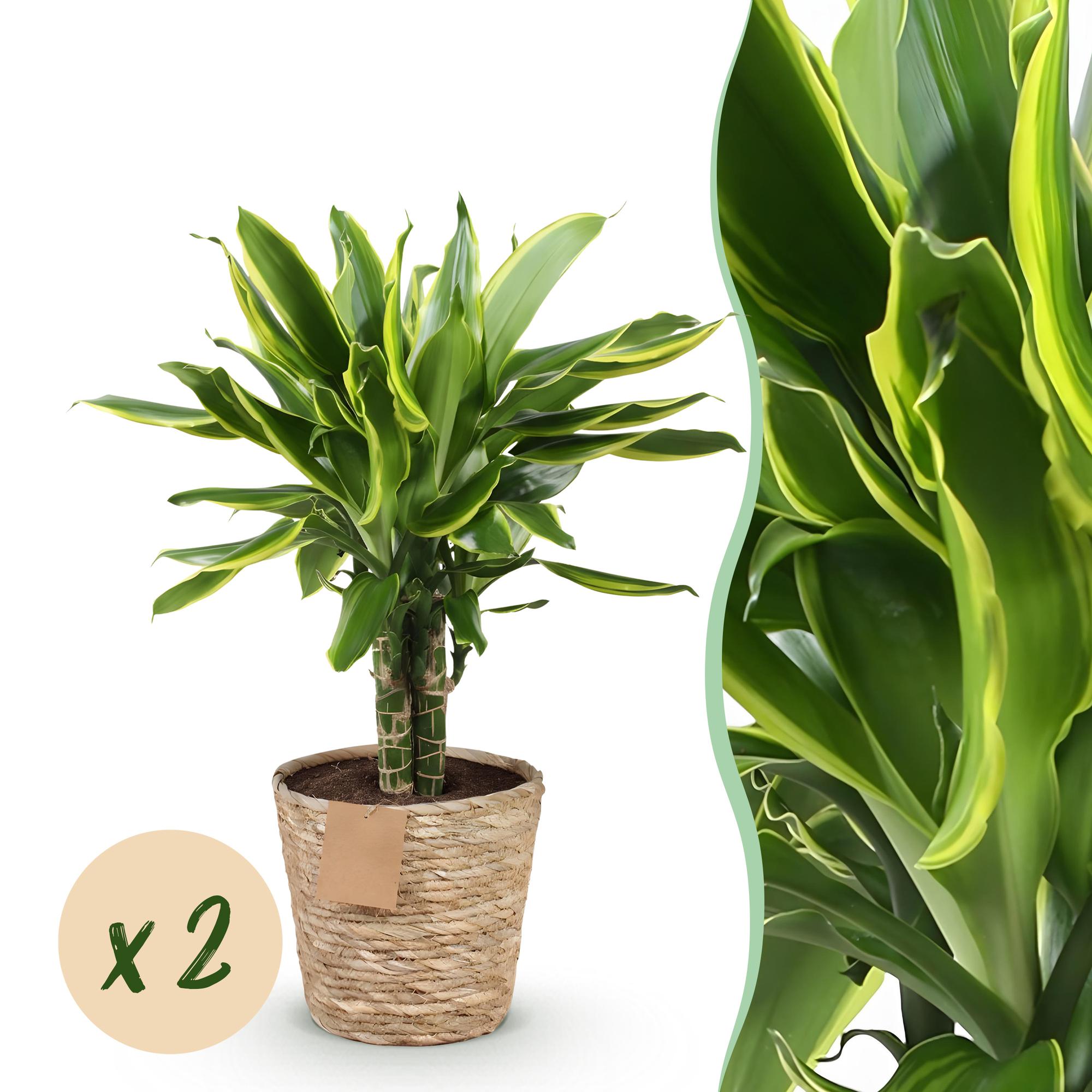 Green is... Kamerplanten - Dracaena fragrans Golden Coast - Drakenbloedboom - Weinig onderhoud - met mand - Groen - 2 Planten - Pot 17cm - Hoogte 50-55cm