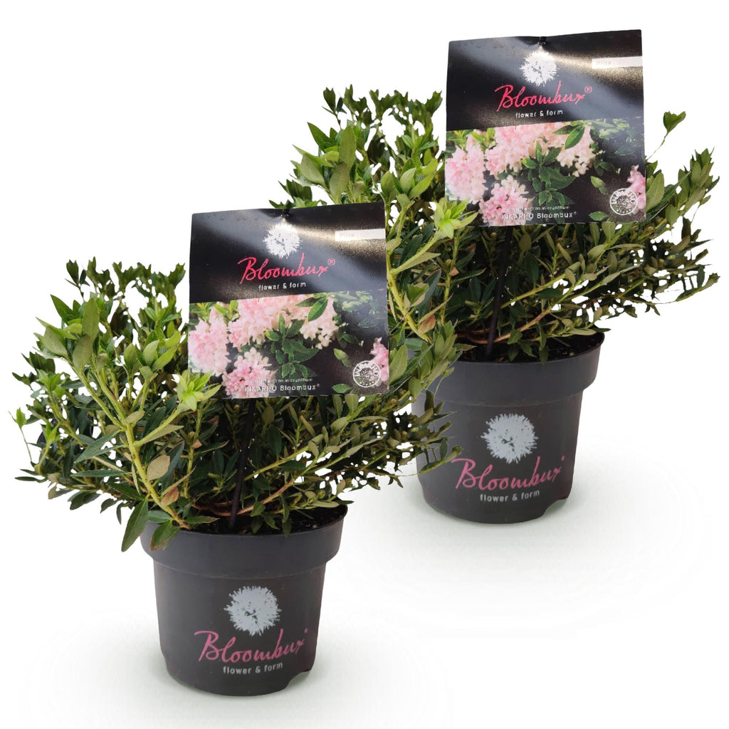 Dwerg Rhododendron - Rhododendron Bloombux Light Pink - Bloeiende Buxus - Weinig Onderhoud - Licht Roze Bloem - 2 Planten - Pot 17cm - Hoogte 30-40cm