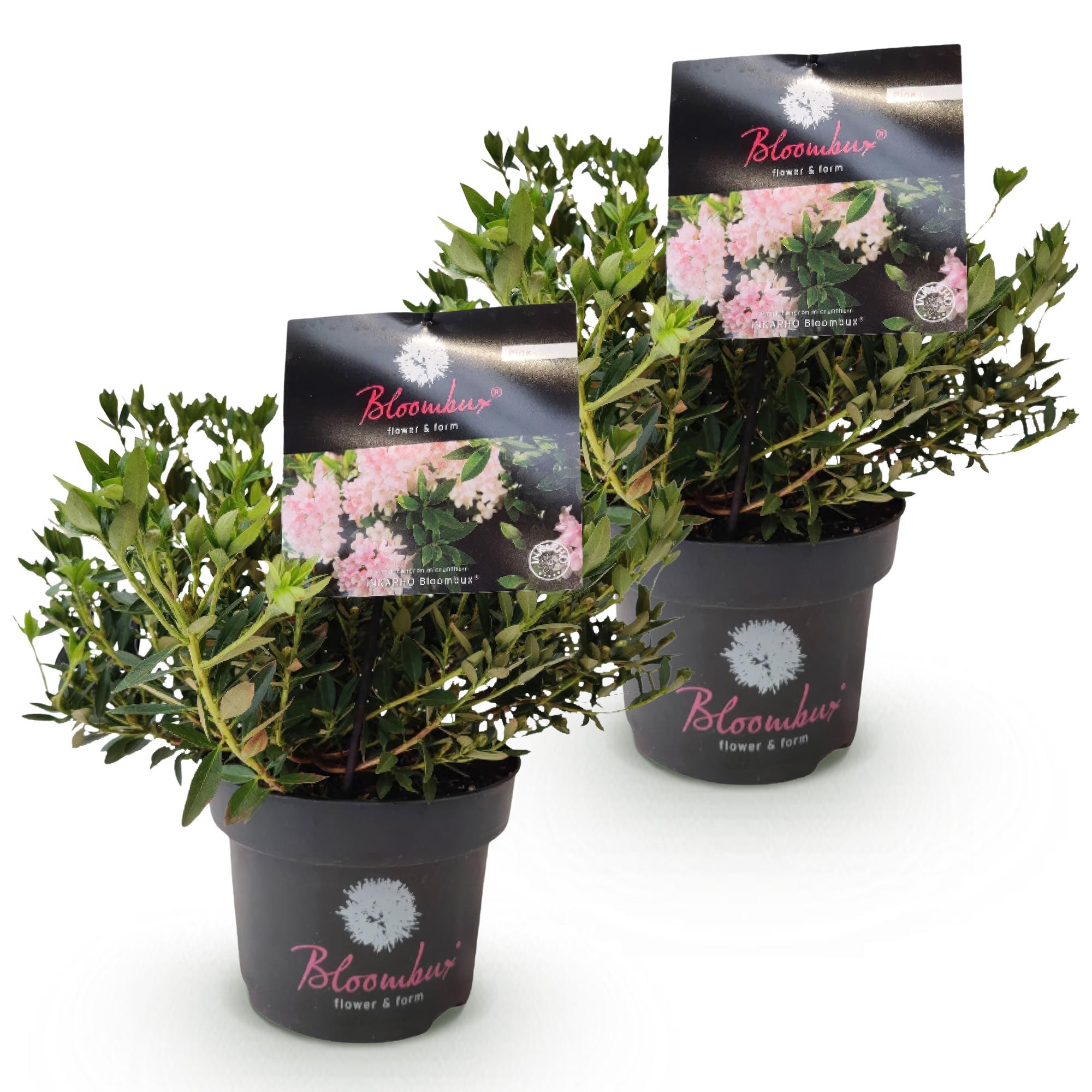 Dwerg Rhododendron - Rhododendron Bloombux Light Pink - Bloeiende Buxus - Weinig Onderhoud - Licht Roze Bloem - 2 Planten - Pot 17cm - Hoogte 30-40cm