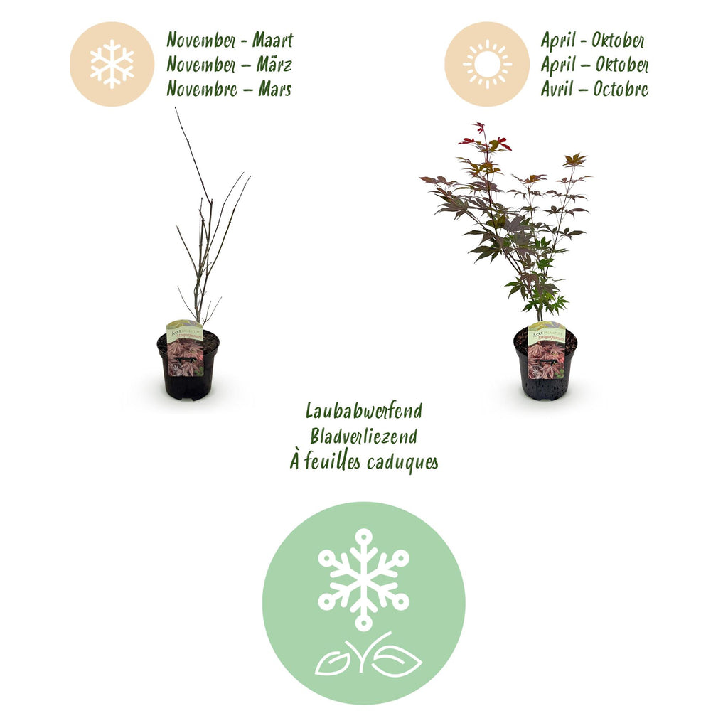 Terrasplant - Japanse Esdoorn - Acer palmatum Atropurpureum - Paars - 2 Planten - Bladverliezend - Pot 19cm Hoogte 70cm