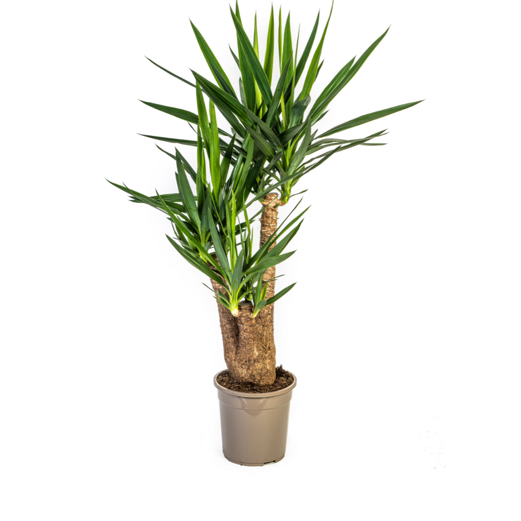 Yucca Elephantipes Vertakt Ø24cm - ↕80-100cm