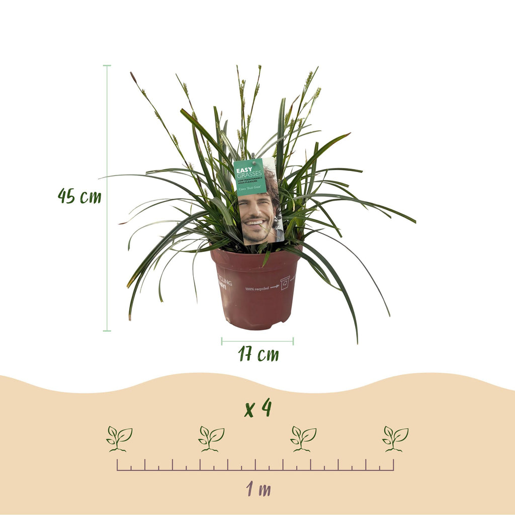 Siergrassen - Carex oshimensis Intense Green - Groen - 4 Planten - Bladhoudend - Weinig Onderhoud - Pot 17cm Hoogte 50cm