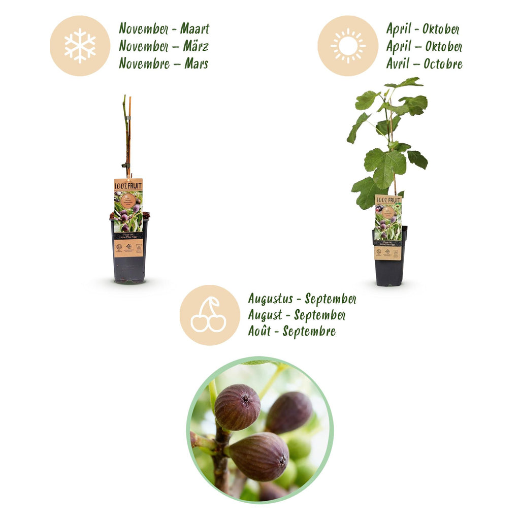 Fruitplant - Ficus caria Little miss Figgy - Vijgenboom - Winterhard - Rode Vrucht - 2 Planten - Pot 15cm - Hoogte 50cm