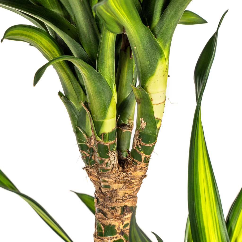 Dracaena Deremensis Rikki met mand Ø24cm - ↕130 - 150cm