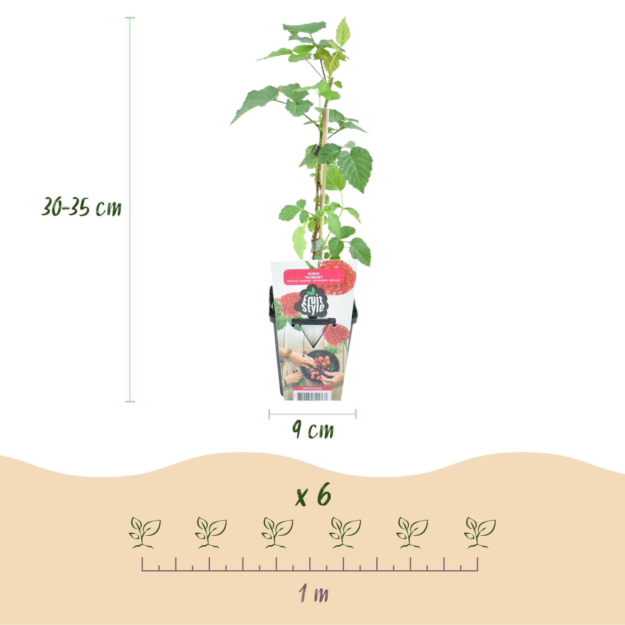 Fruitplanten - Taybes - Rubus Tayberry - Winterhard - 6 Planten - Pot 9 cm - Rode Bes