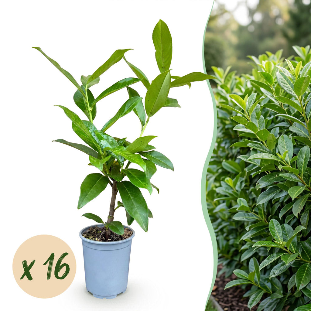 16x Prunus laur. Novita - Laurierkers - Haagplanten - Groenblijvend - Groen - Pot 9cm - Hoogte 25-35cm