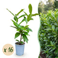 16x Prunus laur. Novita - Laurierkers - Haagplanten - Groenblijvend - Groen - Pot 9cm - Hoogte 25-35cm