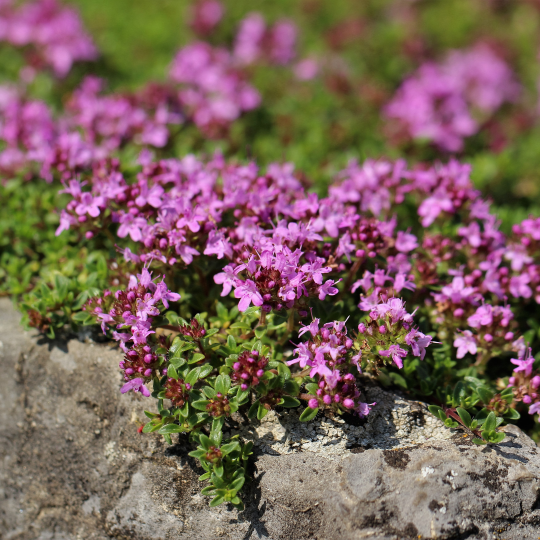 60x Thymus praecox 'Coccineus' - ↕10-25cm - Ø9cm
