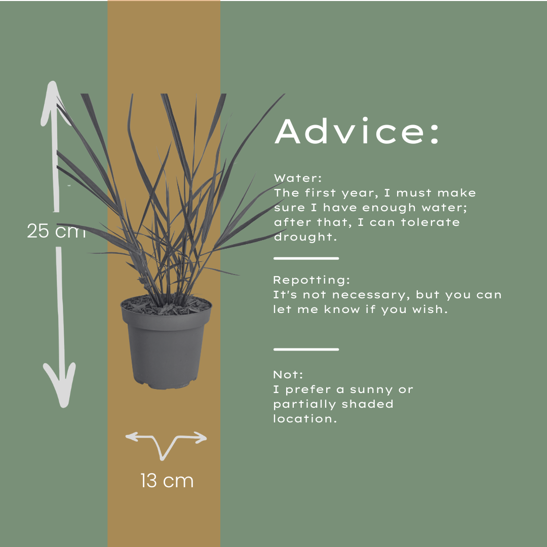 3x Panicum virgatum ‘Rotstrahlbusch’ – Siergras met warme herfstkleuren | Potmaat 12 cm