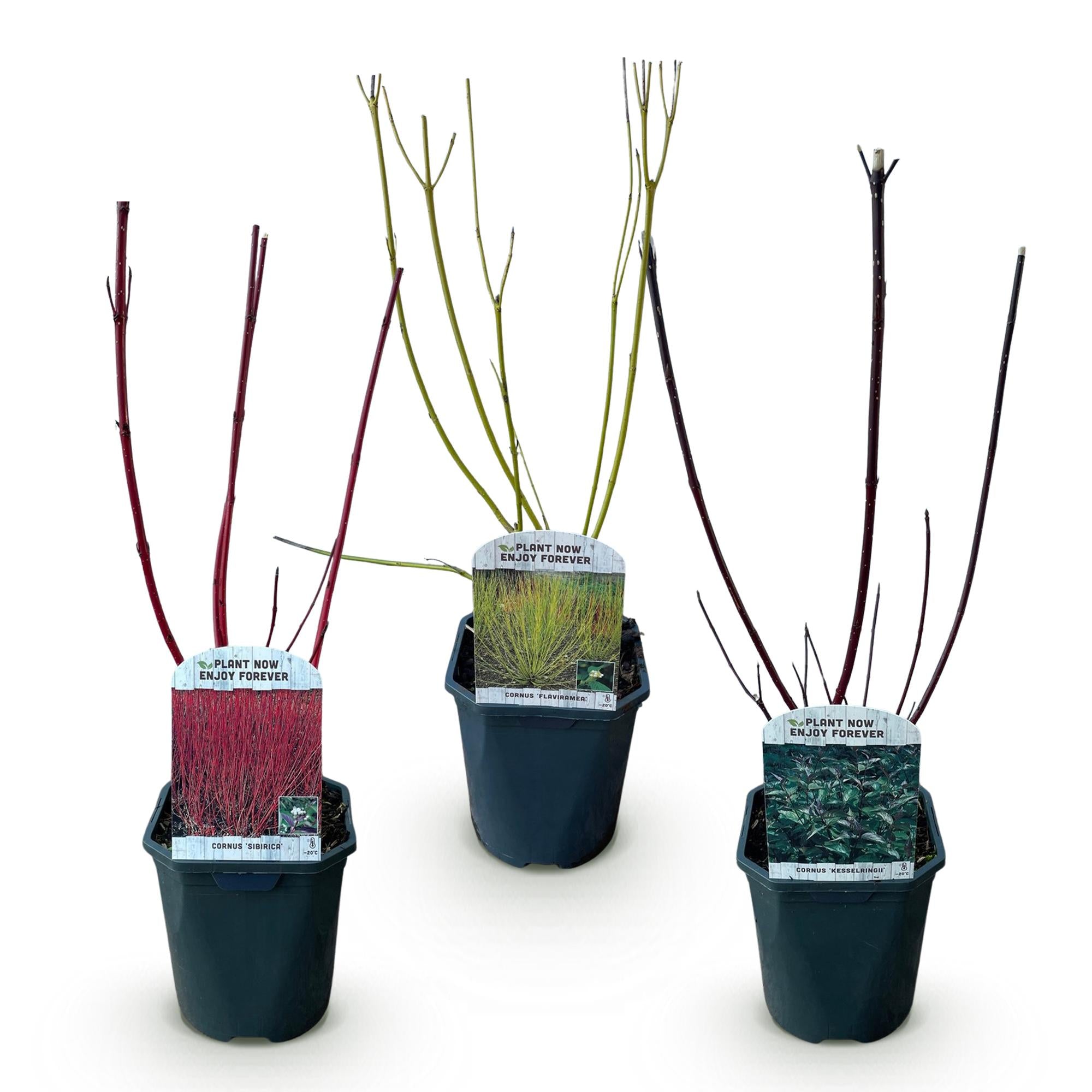 Heesters - Cornus alba Tricolour - Mix van Rode, Groene En Paarse Takken - 3 Planten - Bladverliezend - Weinig Onderhoud - Pot 17cm Hoogte 45cm