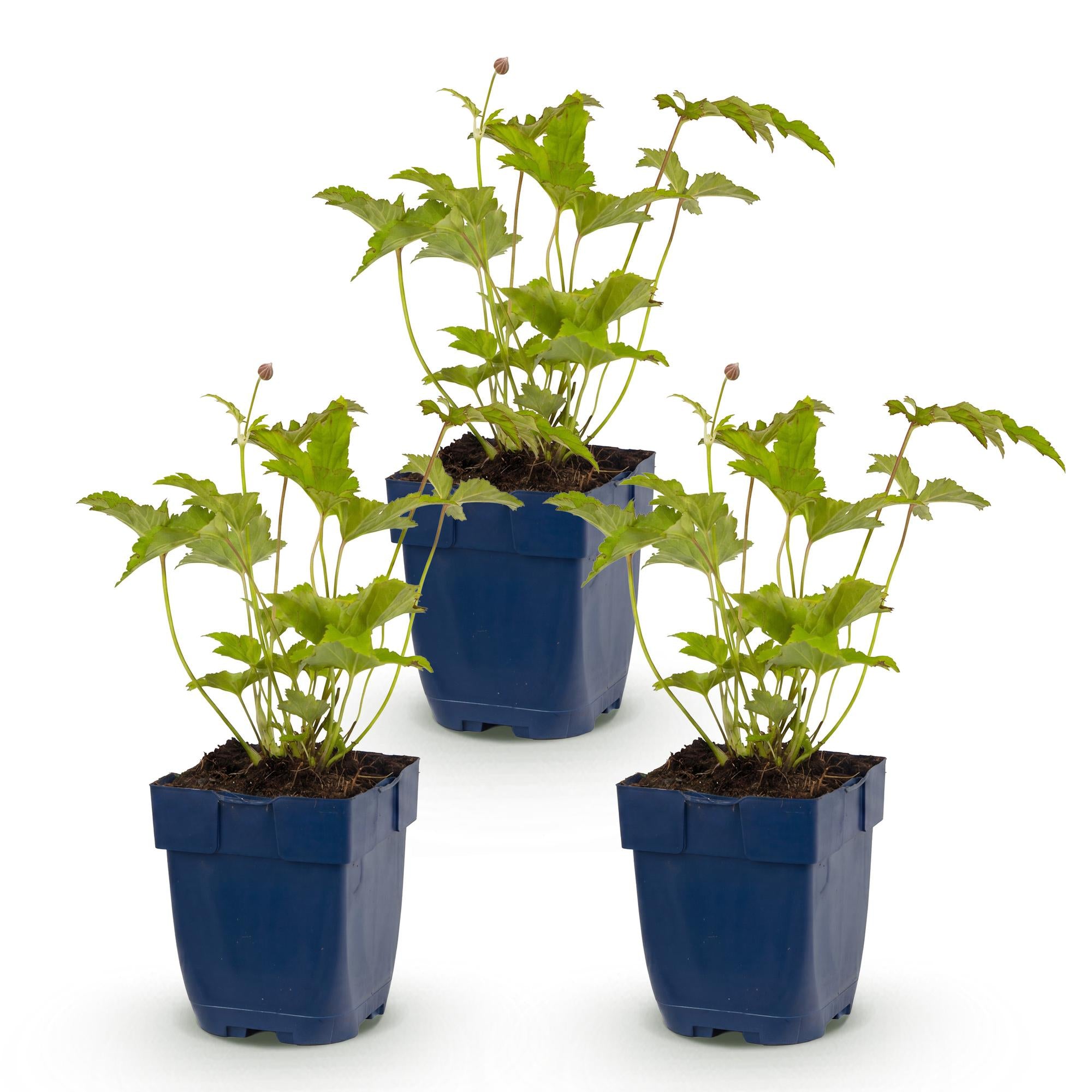 Vasteplant - Anemone hybr. Hon. Jobert - Herfst Anemoon - Schaduw - Wit - 3 Planten - Pot 11cm - Hoogte 15-25cm