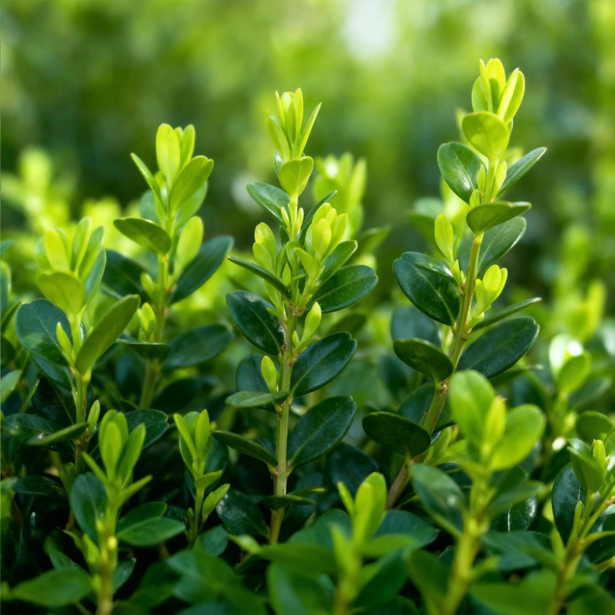Buxus Haag - BetterBuxus Babylon Beauty - Resistant tegen de Buxus schimmel - 12 planten - 2 strekkende meter - pot 13cm hoogte 30-35