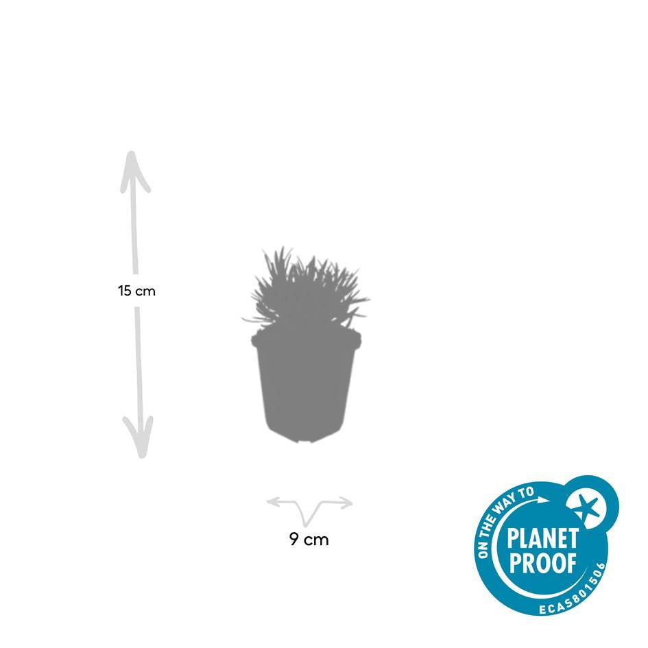 12x Lavandula int. 'Edelweiss' - ↕10-25cm - Ø9cm
