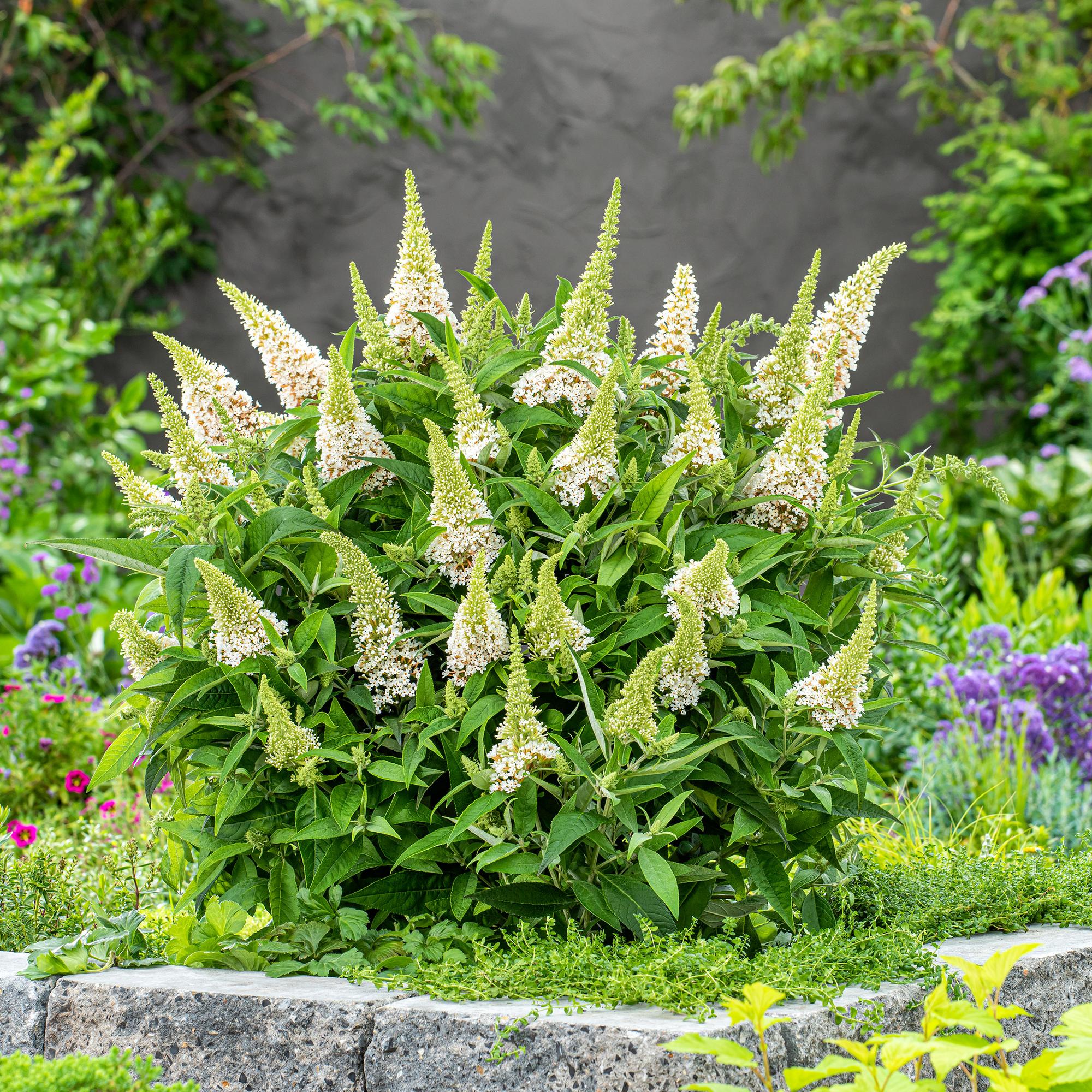 Tuinplant - Buddleja davidii Butterfly Candy Little White - Vlinderstruik - Compact - Wit - 1 Plant - Pot 12cm - Hoogte 20-25cm