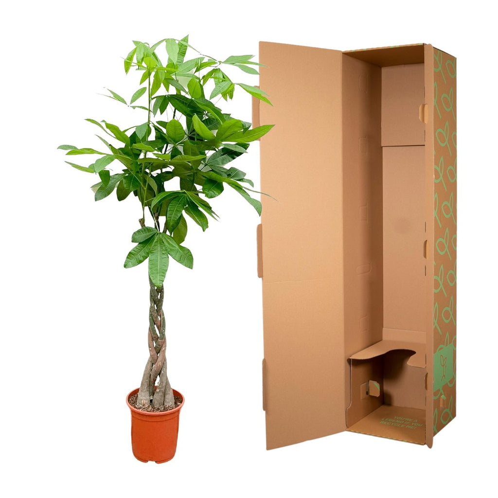 Pachira Aquatica - 100cm - ø21cm