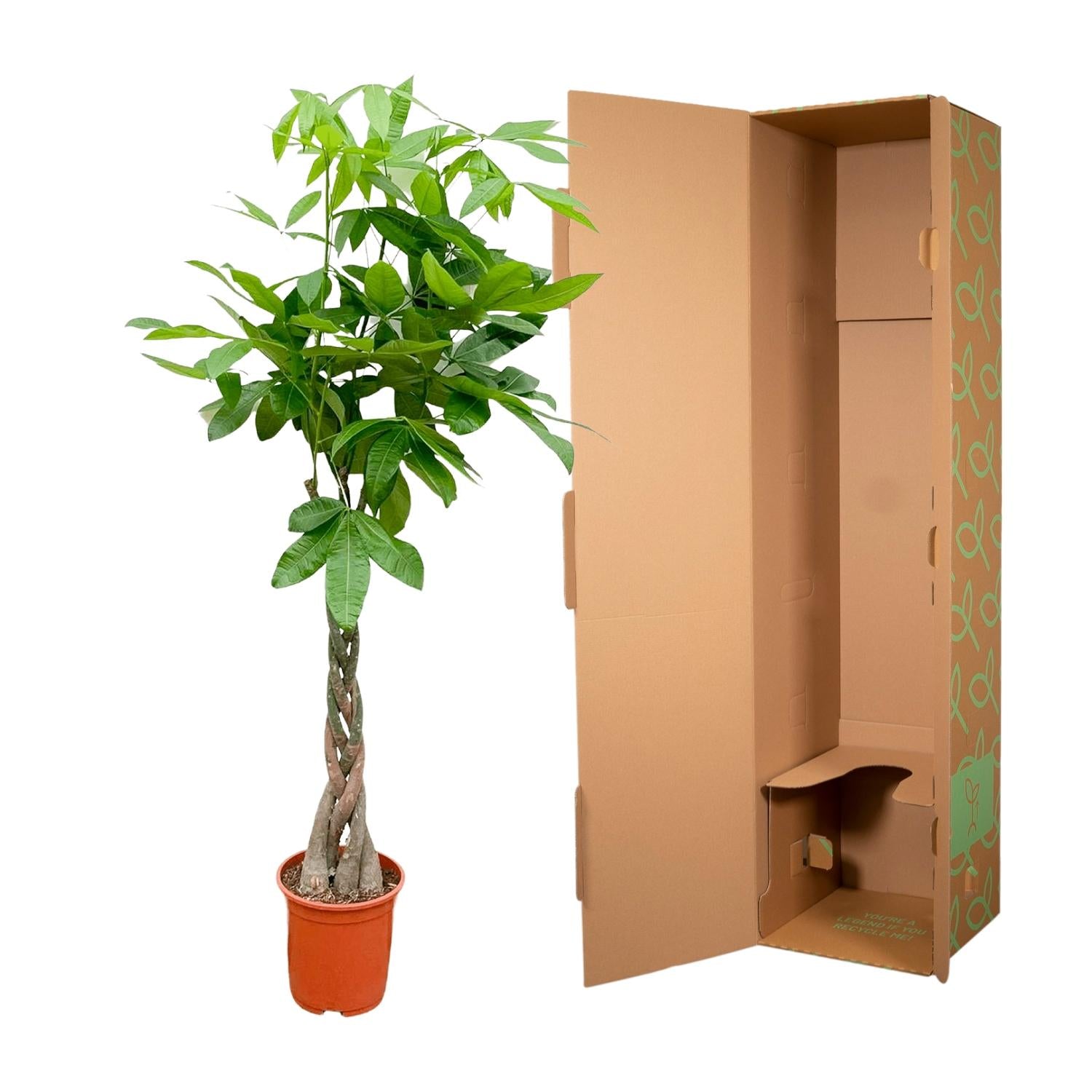 Pachira Aquatica - 100cm - ø21cm