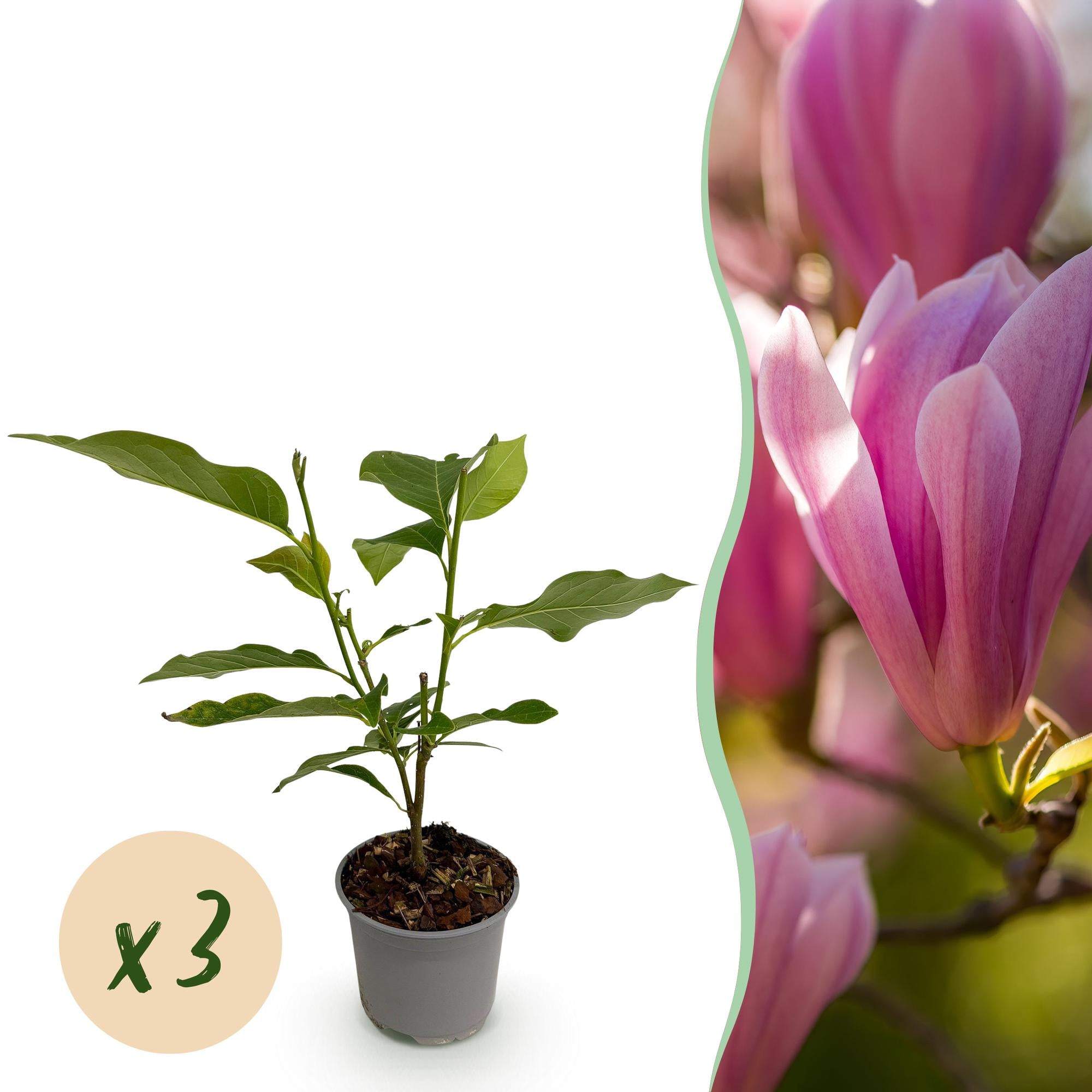 Tuinplant - Magnolia Heaven Scent - Bloem Roze - 3 Planten - Bladverliezend - Weinig Onderhoud - Pot 12cm Hoogte 30cm