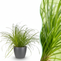 Kamerplant - Cyperus alternifolius Zumula - Kattengras - Huisdiervriendelijke Plant - Groen - 1 Plant - met Potter Grijs - Pot 12cm - Hoogte 20cm