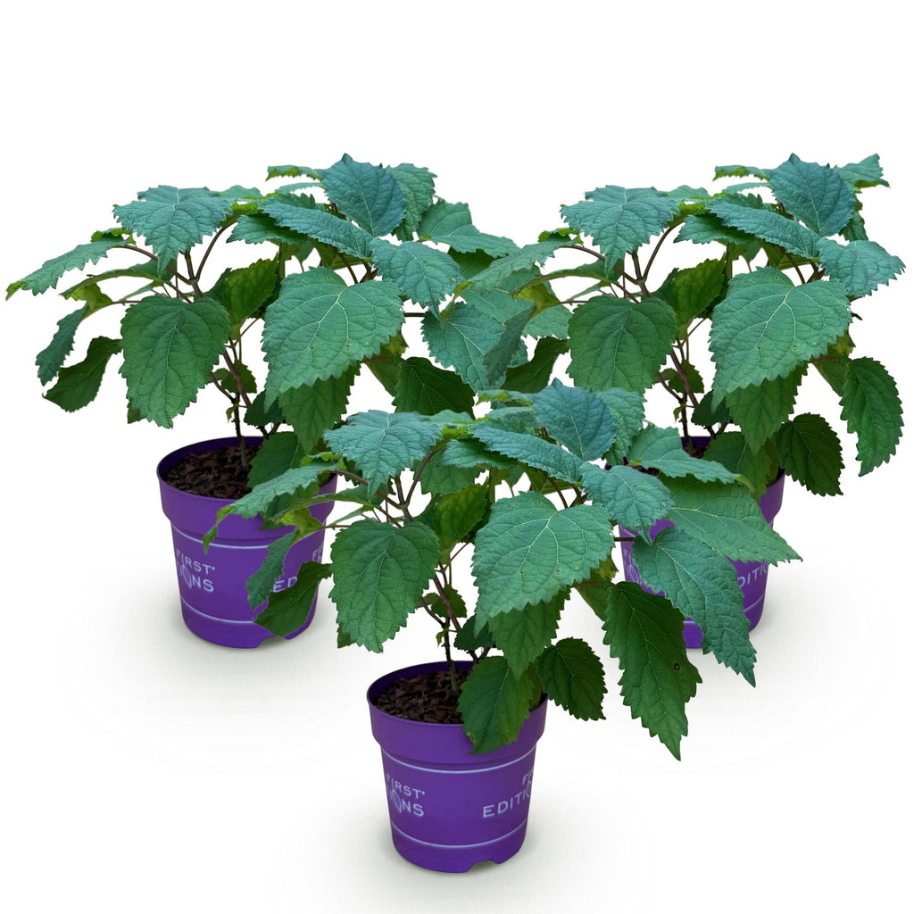 Tuinplant - Hydrangea arborescens FlowerWOW - Hortensia - Winterhard - Wit - 3 Planten - Pot 14cm - Hoogte Hoogte 20-30cm
