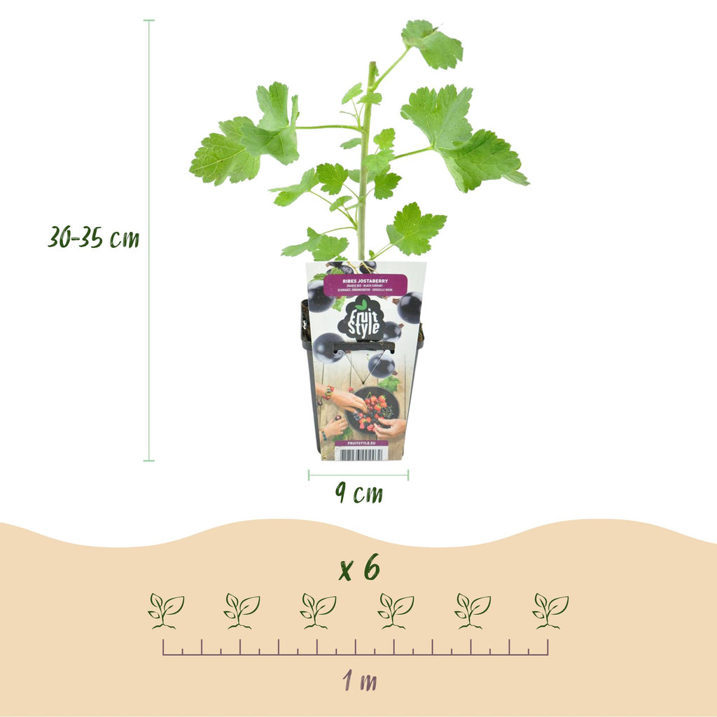 Fruitplanten - Jostabes - Ribes Jostabes - Winterhard - 6 Planten - Pot 9 cm - Zwarte Bes