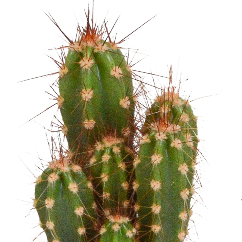 Cactus mix 5.5 cm - 10x - zonder pot