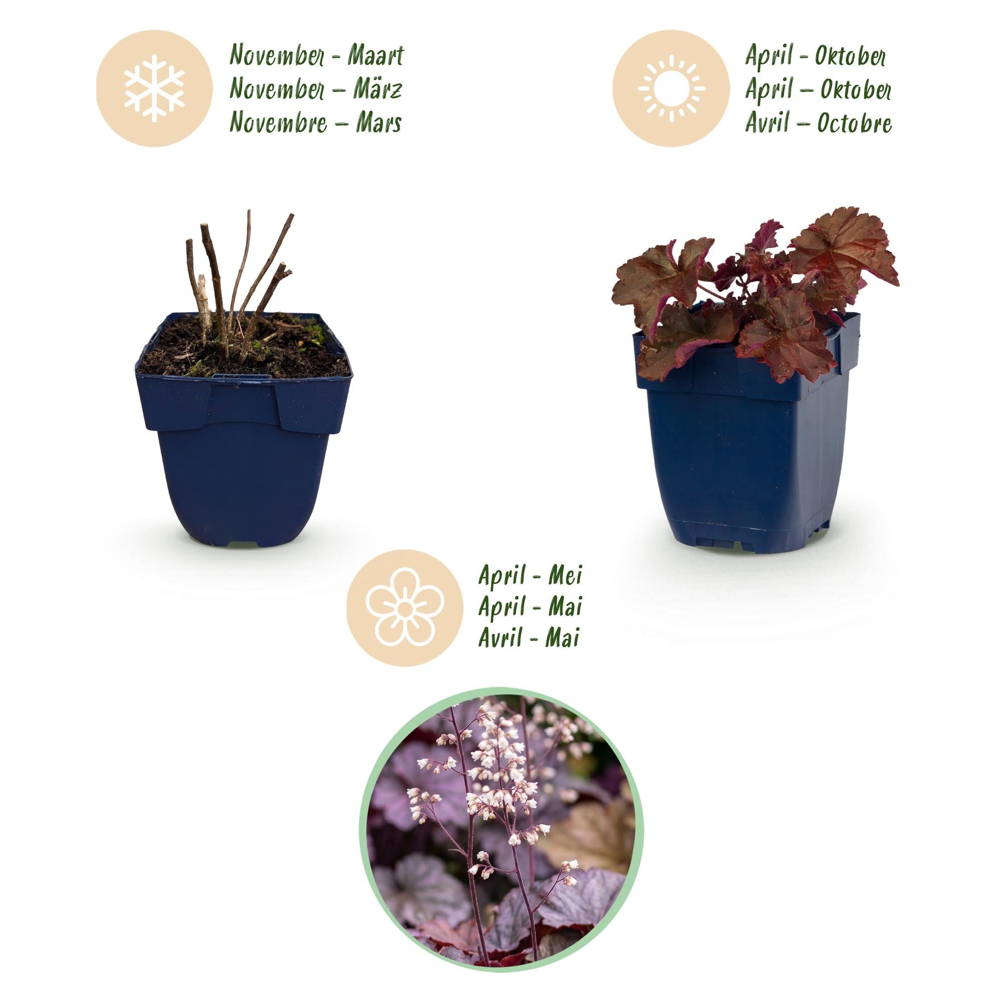 Vasteplant - Heuchera micr. Palace Purple - Purperklokje - Schaduw - Paars - 6 Planten - Pot 11cm - Hoogte 15-25cm