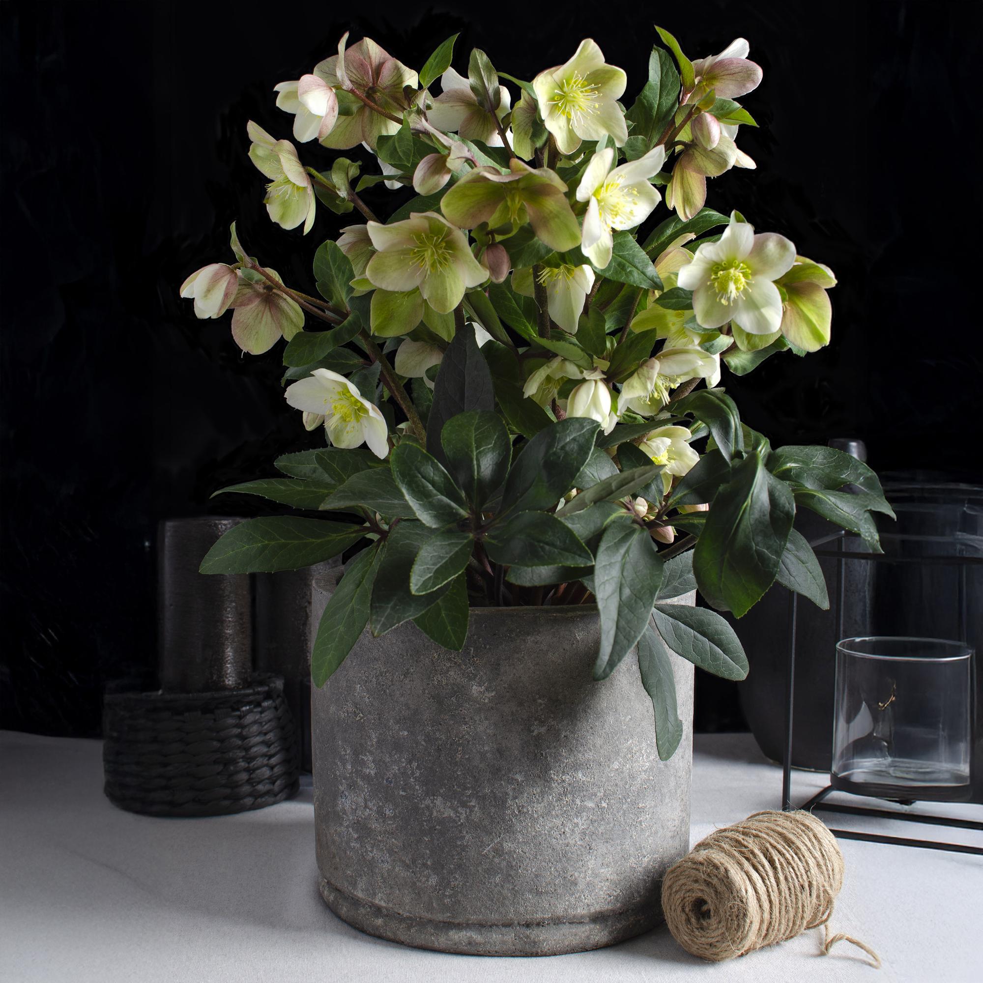Tuinplant - Lenten Rose - Helleborus Diamfire - Groene Bloem - Groenblijvend - Pot 19cm Hoogte 40cm