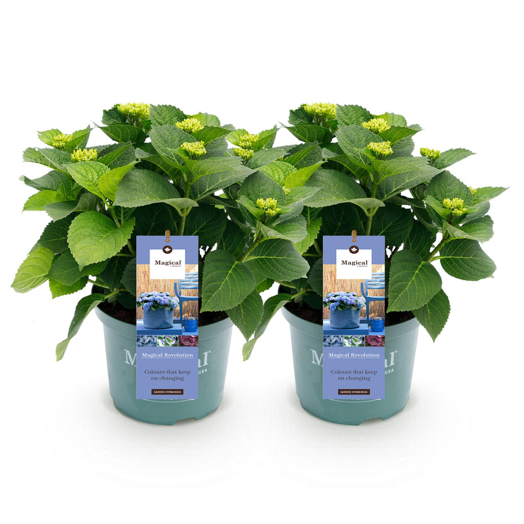 Terrasplant - Hortensia - Hydrangea Magical Revolution Blue - Blauw - 6-10 Bloemen - 2 Planten - Pot 23cm Hoogte 55cm