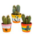 Cereus mix 10,5cm - 3x - in Mexicaanse pot