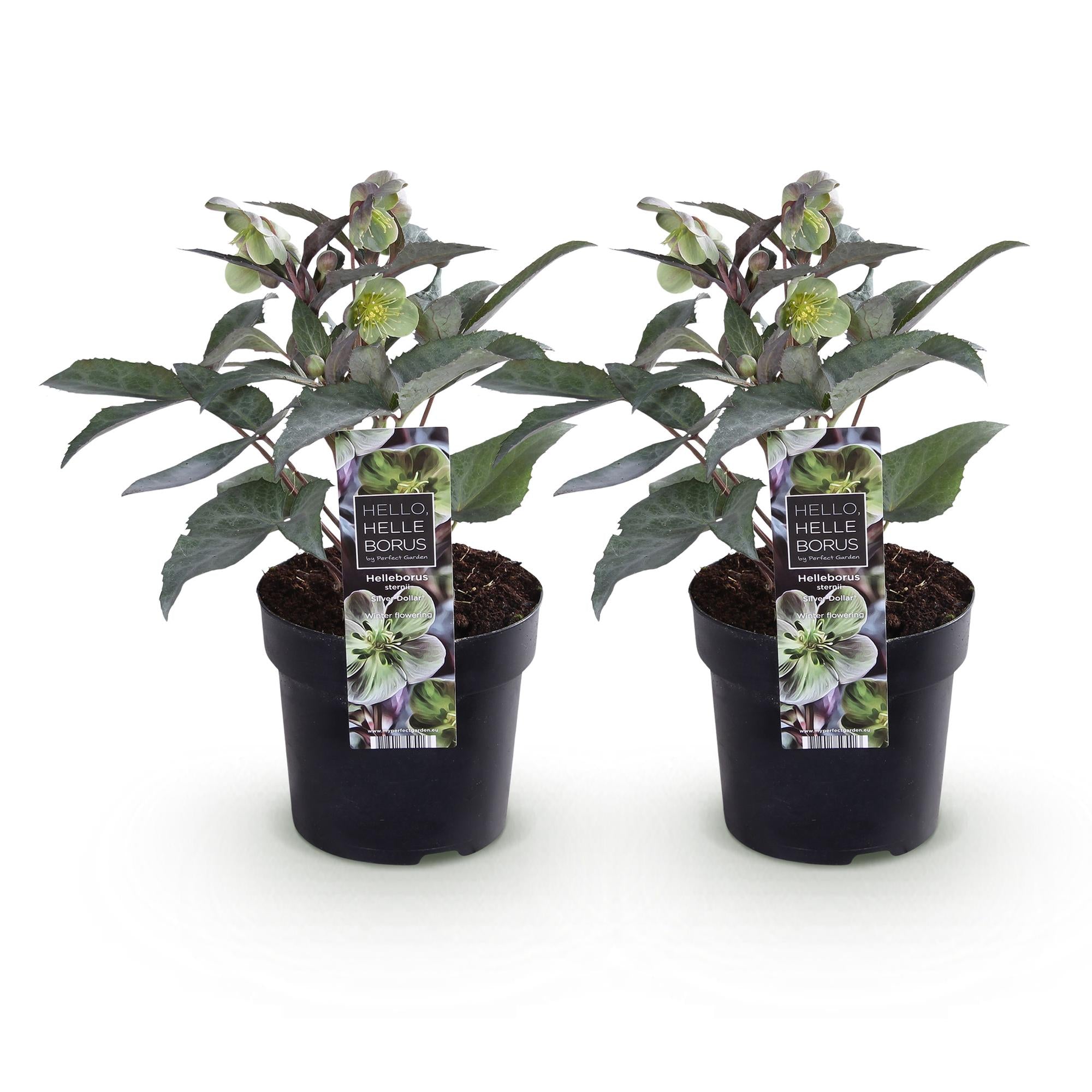 Tuinplant - Lenten Rose - Helleborus sternii Silver Dollar - Groene  Bloem -2 Planten- Groenblijvend - Pot 14cm Hoogte 35cm