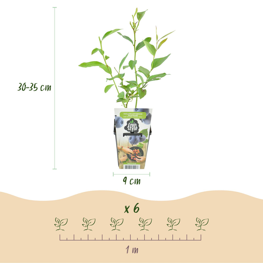 Fruitplanten - Blauwe Bes - Vaccinium corymbossum Goldtraube - Winterhard - 6 Planten - Pot 9 cm - Blauwe Bes