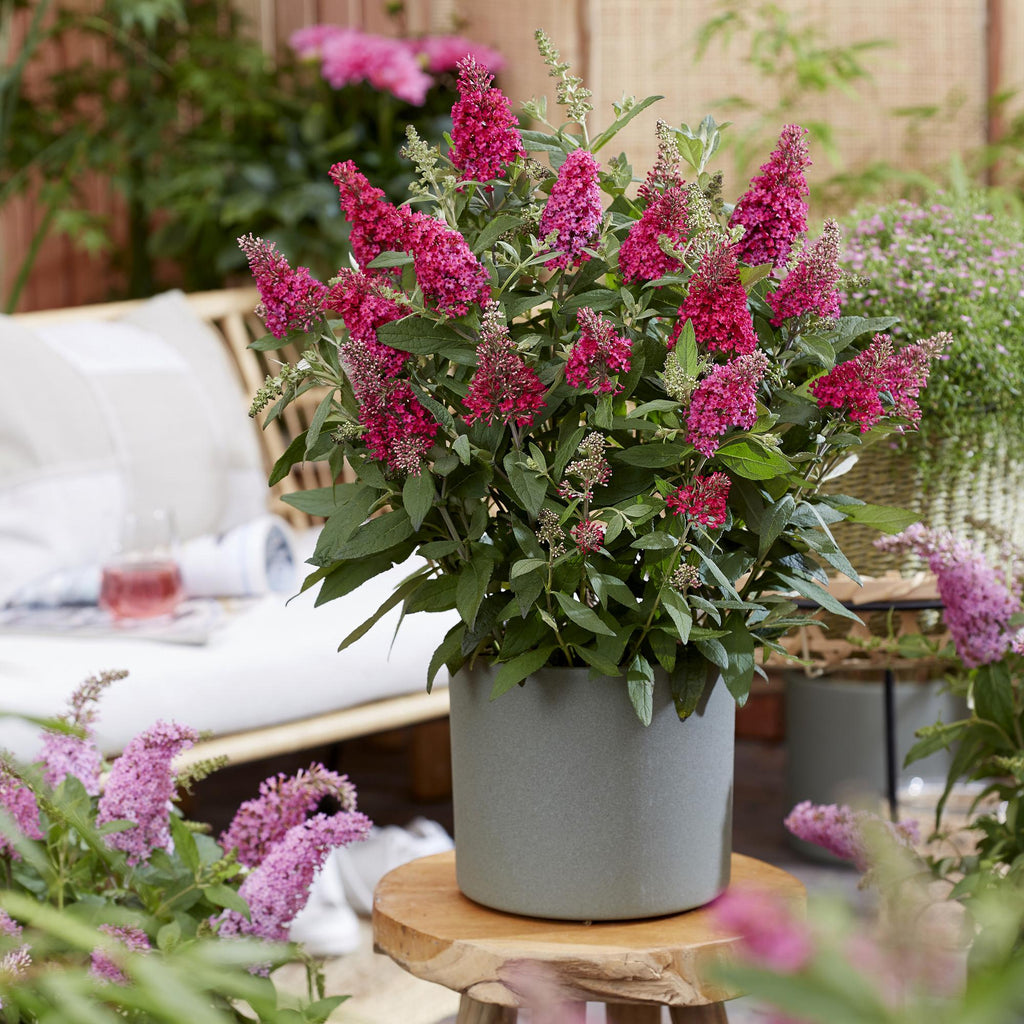 Tuinplant - Buddleja davidii Butterfly Candy Little Ruby - Vlinderstruik - Compact - Rood - 3 Planten - Pot 12cm - Hoogte 20-25cm