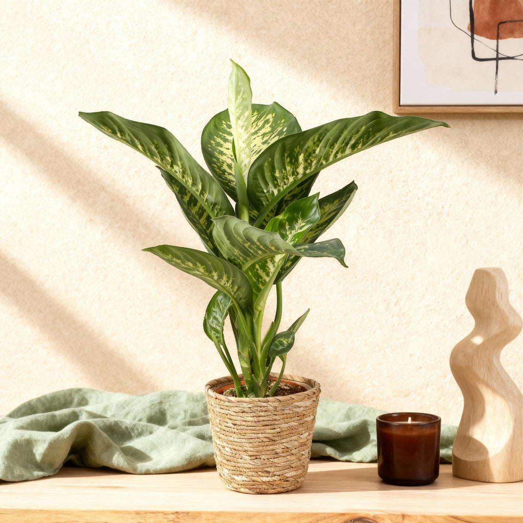 Green is... Kamerplanten - Diefenbachia Tropic Snow - Dieffenbachia - Weinig onderhoud - met mand - Groen - 1 Plant - Pot 21cm - Hoogte 90-100cm