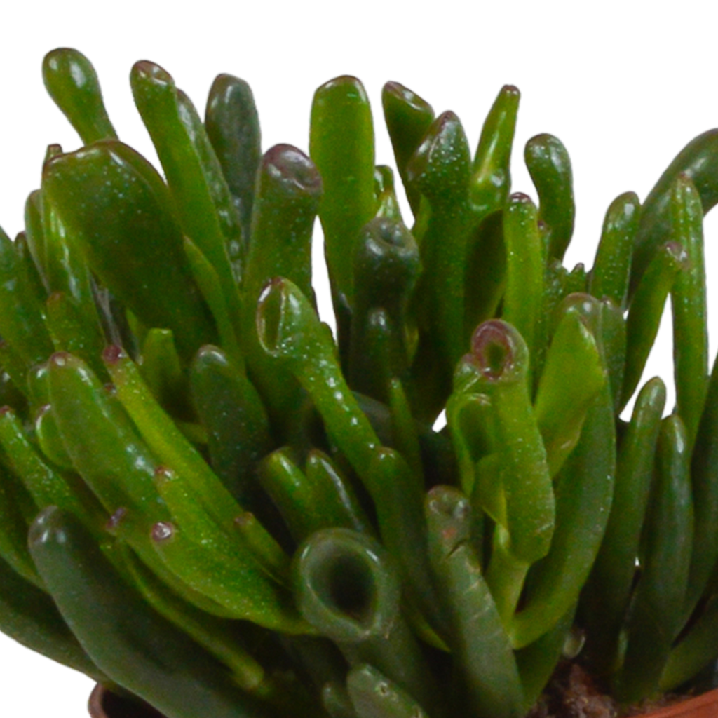 Crassula mix 10,5 cm - 3x - zonder pot
