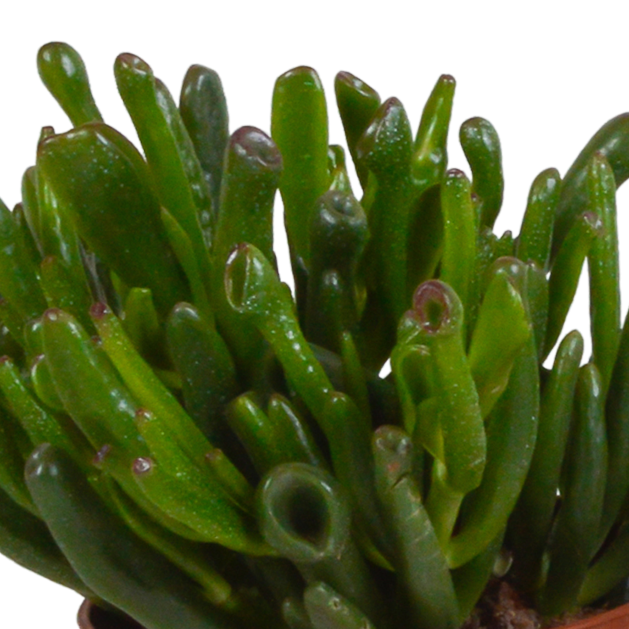 Crassula mix 10,5 cm - 3x - zonder pot