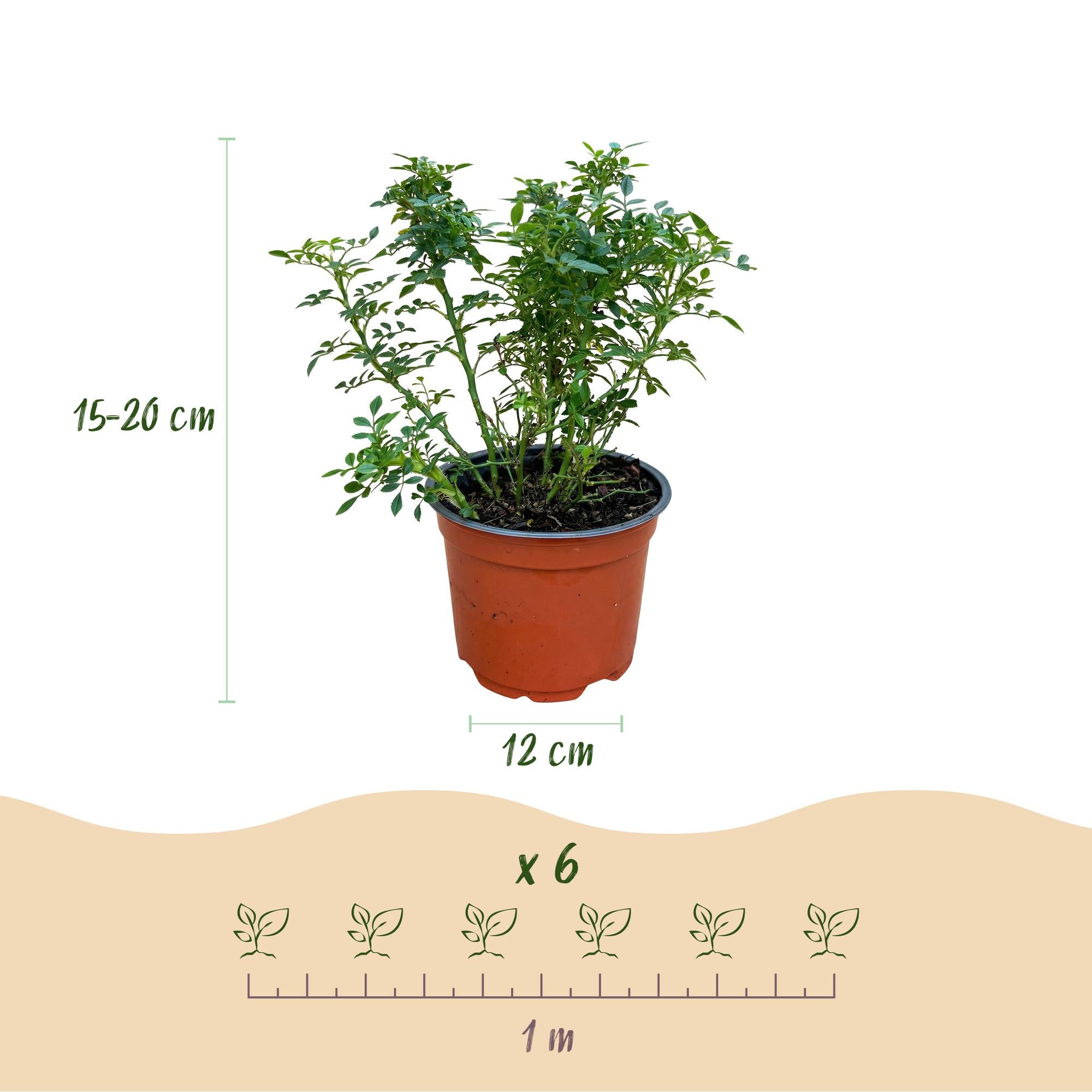 Tuin Roos - Rosa Cutie Pie - Roos - Winterhard - Roze - 3 Planten - Pot 12cm - Hoogte Hoogte 20-25cm